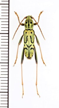 スズメバチ擬態のカミキリムシの一種 　Clytini species　 ベトナム北東部