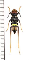 スズメバチ擬態のカミキリムシの一種　Xylotrechus sp.　♀　ベトナム北東部