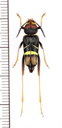スズメバチ擬態のカミキリムシの一種　Xylotrechus sp.　♀　ベトナム北東部