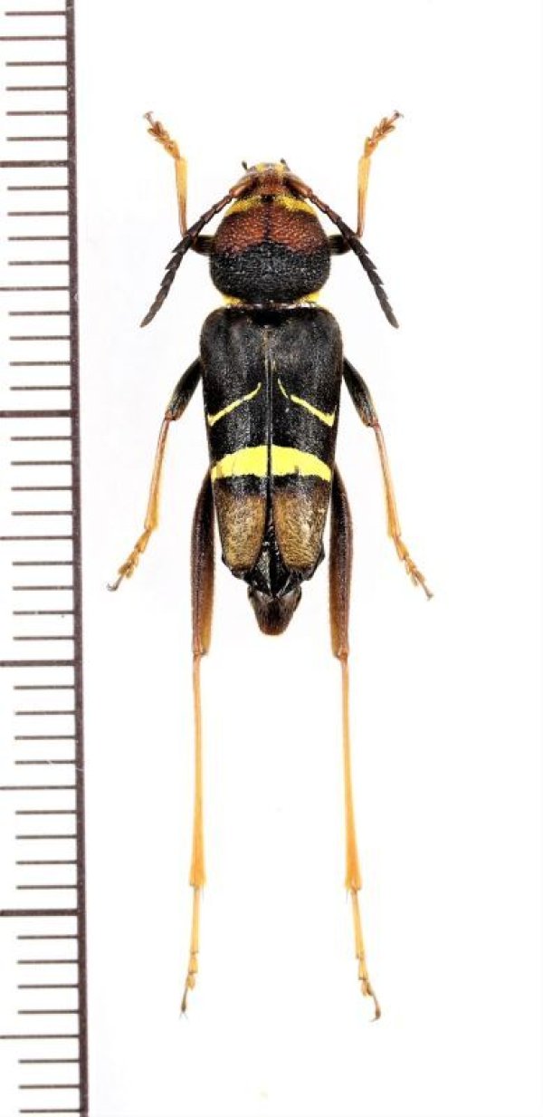 画像1: スズメバチ擬態のカミキリムシの一種　Xylotrechus sp.　♀　ベトナム北東部
