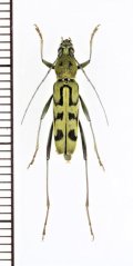 トラカミキリの一種　Clytini species　♀　ベトナム北中部
