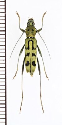 トラカミキリの一種　Clytini species　♀　ベトナム北中部