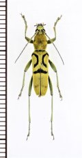 トラカミキリの一種　Clytini species　ベトナム南部