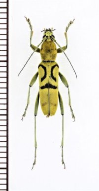 トラカミキリの一種　Clytini species　ベトナム南部