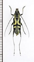 カミキリムシの一種　Prothema aurata　♀　 ベトナム中部