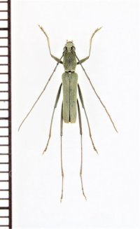 カミキリムシの一種　Rhaphuma grisescens　♂　ベトナム北東部