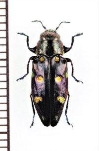 ムツボシタマムシの一種　Chrysobothris sp.　ベトナム北東部