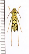 スズメバチ擬態のカミキリムシの一種 　Clytini species　 ベトナム北東部