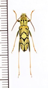 スズメバチ擬態のカミキリムシの一種 　Clytini species　 ベトナム北東部