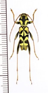 スズメバチ擬態のカミキリムシの一種　Xylotrechus sp.　♂　 ベトナム北東部