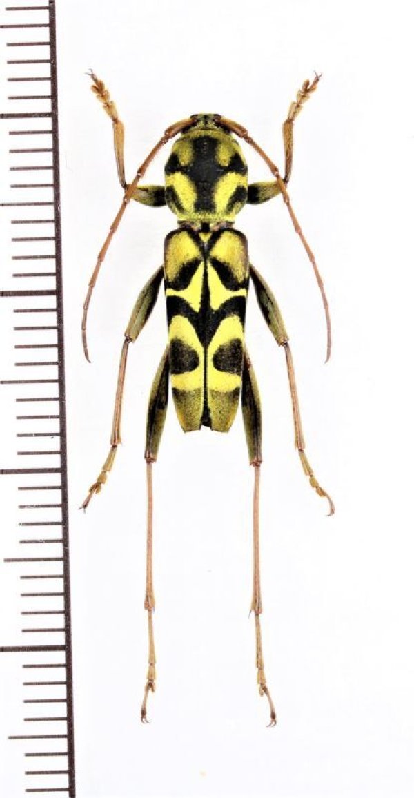 画像1: スズメバチ擬態のカミキリムシの一種　Xylotrechus sp.　♂　 ベトナム北東部