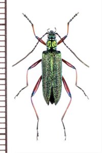 ハムシダマシの一種　Lagriini species　ベトナム北東部