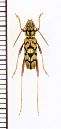 スズメバチ擬態のカミキリムシの一種 　Clytini species　 ベトナム北東部