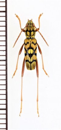 スズメバチ擬態のカミキリムシの一種 　Clytini species　 ベトナム北東部