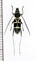 カミキリムシの一種　Prothema anguliferum　♂　 ベトナム北中部