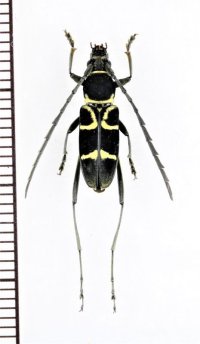 カミキリムシの一種　Prothema anguliferum　♂　 ベトナム北中部
