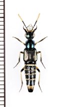 ハネカクシの一種　Staphylinidae species　インドネシア（モルッカ諸島：ウォカム島）
