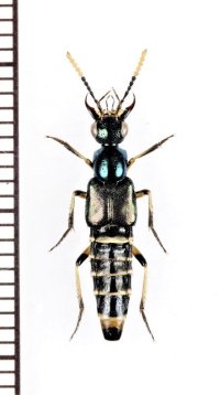 ハネカクシの一種　Staphylinidae species　インドネシア（モルッカ諸島：ウォカム島）