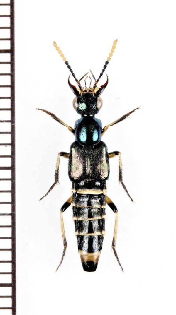 画像1: ハネカクシの一種　Staphylinidae species　インドネシア（モルッカ諸島：ウォカム島）