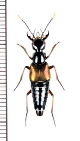 ハネカクシの一種　Staphylinidae species　インドネシア（モルッカ諸島：ウォカム島）