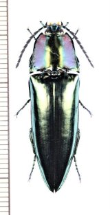 コメツキムシの一種　Campsosternus sp.　♂　インド
