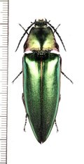 コメツキムシの一種　Campsosternus sp.　♂　タイ