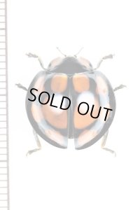 テントウムシの一種　Coccinellidae species フィリピン（ルソン島）