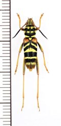 スズメバチ擬態のカミキリムシの一種 　Clytini species　 ベトナム中部