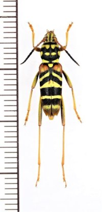 スズメバチ擬態のカミキリムシの一種 　Clytini species　 ベトナム中部