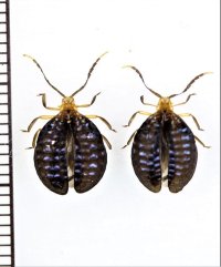 ベニボタルの一種　 Broxylus pfeifferi　ペア　インドネシア（シュラウェシ島）