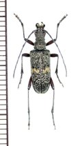 アラメハナカミキリ　♂　山梨県