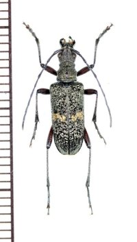 アラメハナカミキリ　♂　山梨県