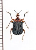 オトシブミの一種　Echinapoderus sp.　インドネシア（スマトラ島）