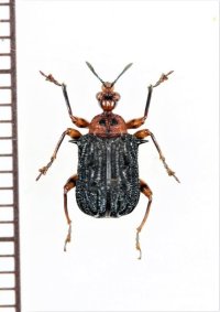 オトシブミの一種　Echinapoderus sp.　インドネシア（スマトラ島）