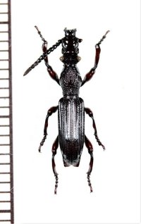 好蟻性オニミツギリゾウムシの一種　Eremoxenini species　♂　インドネシア（モルッカ諸島：ウォカム島）