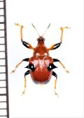 アシナガオトシブミの一種　Lamprolabus sp.　インドネシア（スマトラ島）