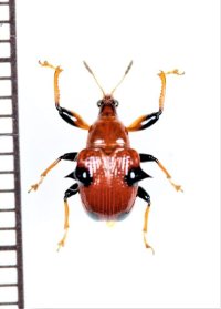 アシナガオトシブミの一種　Lamprolabus sp.　インドネシア（スマトラ島）