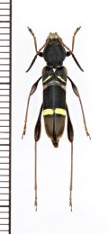 カミキリムシの一種　Cyrtoclytus sp.　ベトナム北東部