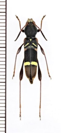 カミキリムシの一種　Cyrtoclytus sp.　ベトナム北東部