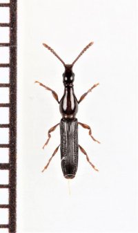 ツツホソミツギリゾウムシ　トカラ列島（中之島）