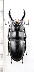 ハチジョウノコギリクワガタ　大型♂47.7mm　八丈島