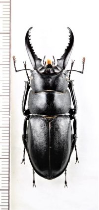 ハチジョウノコギリクワガタ　大型♂47.7mm　八丈島