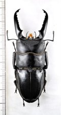 イキヒラタクワガタ　大型♂　68.6mm  壱岐