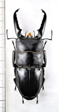 イキヒラタクワガタ　大型♂　68.6mm  壱岐