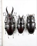 ノコギリクワガタ　2♂♂1♀　壱岐