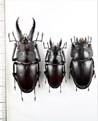ノコギリクワガタ　2♂♂1♀　壱岐