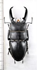 イキヒラタクワガタ　♂　65.4mm　壱岐