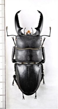 イキヒラタクワガタ　♂　65.4mm　壱岐