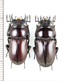 ヤエヤマコクワガタ　ペア　♂23.6mm♀23.9mm　西表島