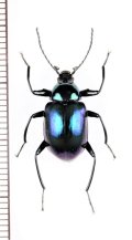 キマワリの一種　Amarygminae species　♂　ベトナム中部